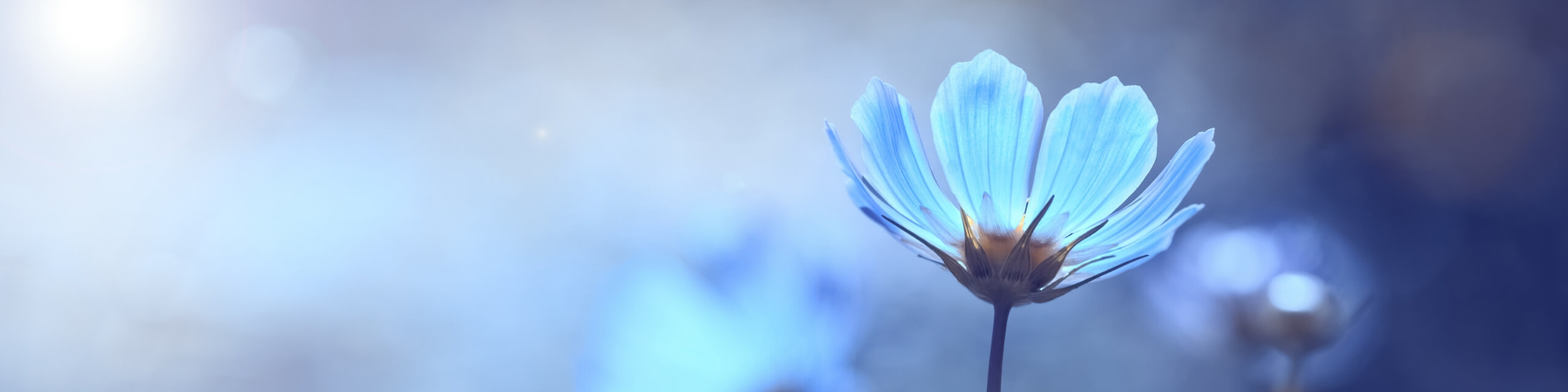 青色の綺麗な花